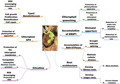 Drought stress tolerance mechanisms and their potential common indicators to salinity, insights from the wild watermelon (Citrullus lanatus): A review